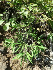 Launaea picridioides