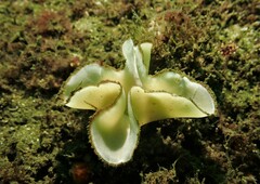 Teichonopsis labyrinthica