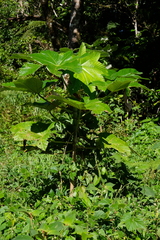 Cecropia schreberiana