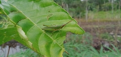 Tagasta