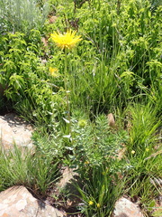 Berkheya seminivea