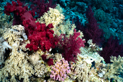 Dendronephthya hemprichi