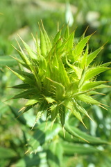 Berkheya seminivea