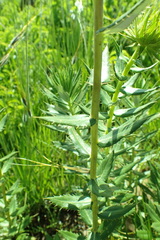 Berkheya seminivea