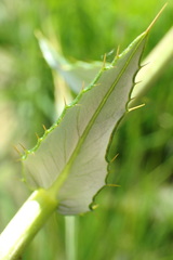 Berkheya seminivea