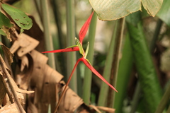 Heliconia acuminata