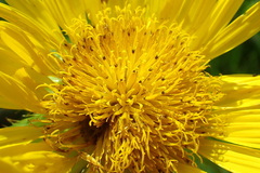 Berkheya seminivea