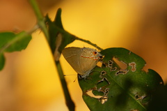 Electrostrymon hugon