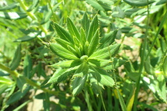 Berkheya seminivea