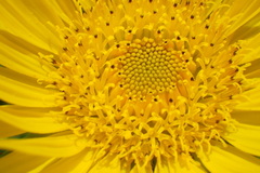 Berkheya seminivea