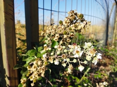 Rubus ulmifolius
