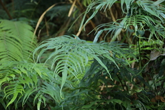 Pteris formosana