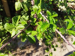 Rubus ulmifolius