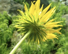 Berkheya seminivea