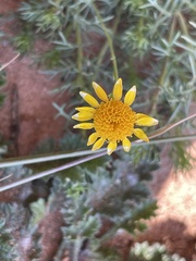 Thymophylla tenuiloba