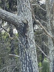 Varanus panoptes panoptes