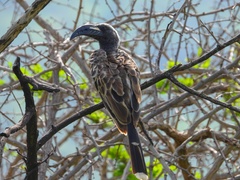 Lophoceros nasutus
