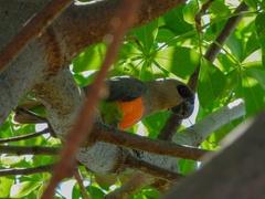 Poicephalus rufiventris