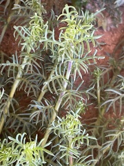 Thymophylla tenuiloba