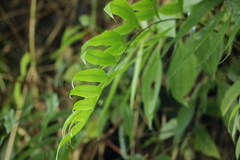 Pteris formosana