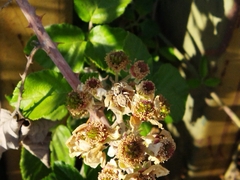 Menemerus semilimbatus