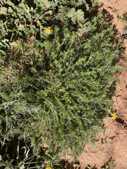 Thymophylla tenuiloba