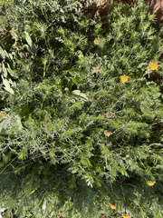 Thymophylla tenuiloba