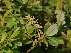Salix bicolor
