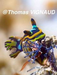 Tambja affinis