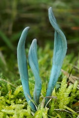 Microglossum pratense