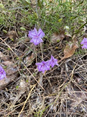 Thysanotus tuberosus