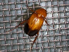 Phyllotocus macleayi