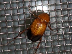 Phyllotocus macleayi