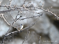 Curruca melanocephala