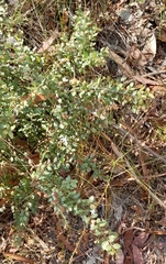 Grevillea mucronulata