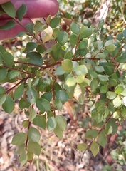 Grevillea mucronulata