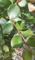 Grevillea mucronulata
