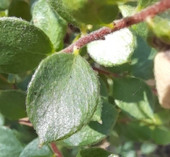 Grevillea mucronulata
