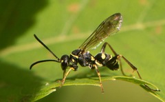 Ceropales maculata