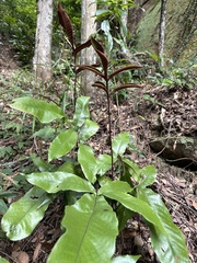 Tectaria harlandii