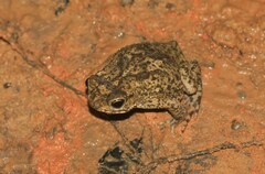 Rhinella beebei
