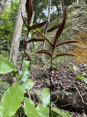 Tectaria harlandii