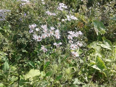 Aster tataricus