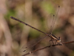 Lestes alacer