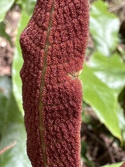 Tectaria harlandii