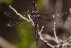 Epitheca petechialis