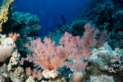 Dendronephthya hemprichi