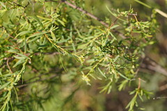 Pimelea microcephala microcephala