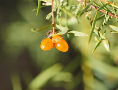 Pimelea microcephala microcephala