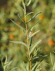 Pimelea microcephala microcephala